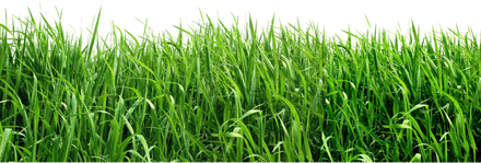 grass.png